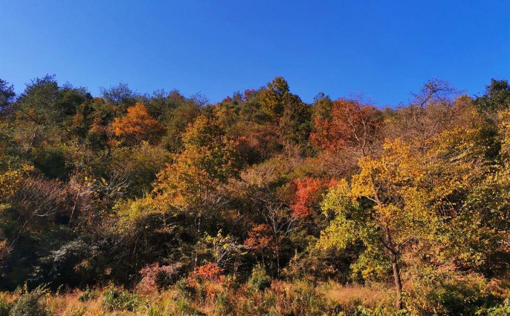 合肥周边自驾2日游：赏大别山红叶-天妙公路-天峡-享天悦湾温泉鹞落坪岳西二日游