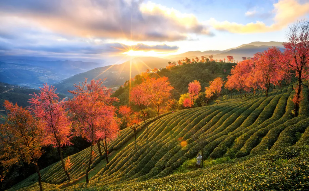 重庆出发无量山6日自驾游：【冬日樱花】无量山樱花谷•大理•南涧土林•西昌•火盆烧烤6日自驾