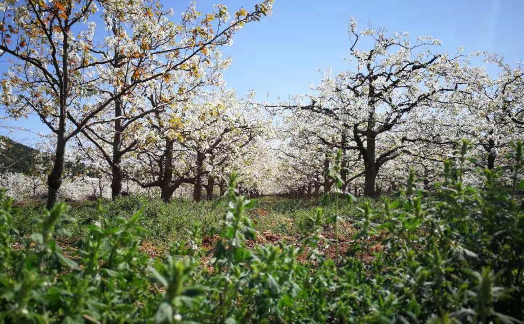 北京出发秦皇岛官场2日自驾：冀东梨花海、古长城、桃林湖、豪华海景酒店2日休闲游