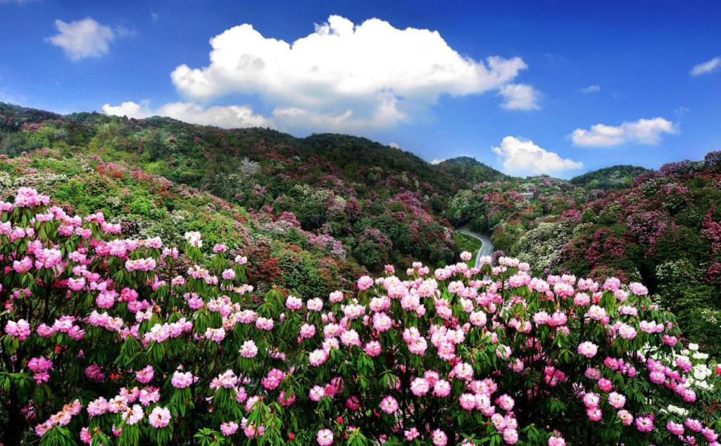 湖南出发贵阳3日自驾游:赏百里杜鹃-平坝樱花3日湖南周边赏花自驾游