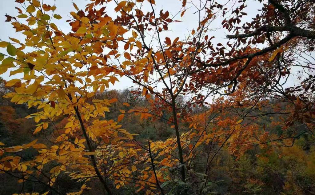 重庆周边3日自驾游：光雾山-十八月潭-米仓山3日赏红叶自驾游