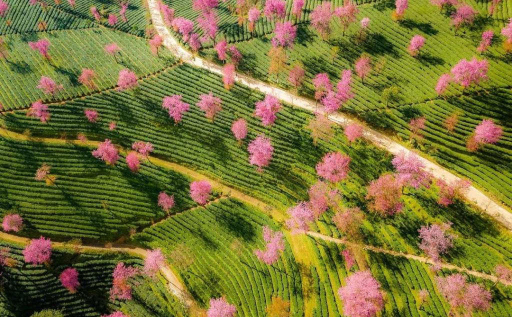 山东出发落地云南8日游：昆明-大理古城-和顺古城-洱海-火山公园-银杏村-樱花谷美景赏析自驾游