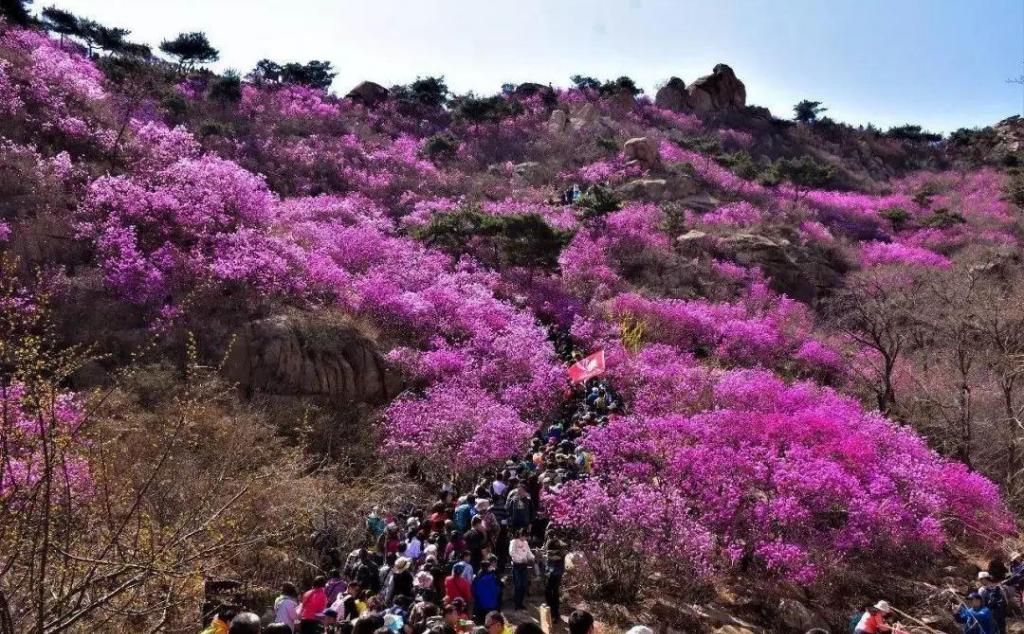 济南出发青岛2日自驾游：西海岸大珠山-唐岛湾赏花休闲2日山东周末自驾游