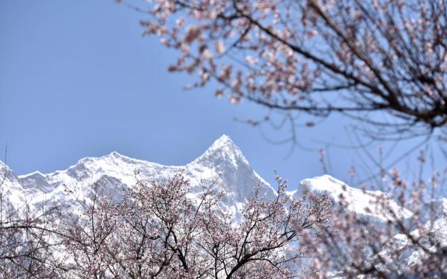 西藏林芝桃花节15日自驾游：【雪域桃花】丹巴藏寨-川藏线318-林芝桃花-拉萨-青藏线15日自驾