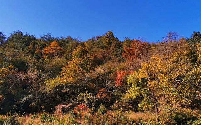 合肥周边自驾2日游：赏大别山红叶-天妙公路-天峡-享天悦湾温泉鹞落坪岳西二日游