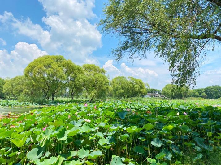 荆州洪湖蓝田生态旅游区好玩吗