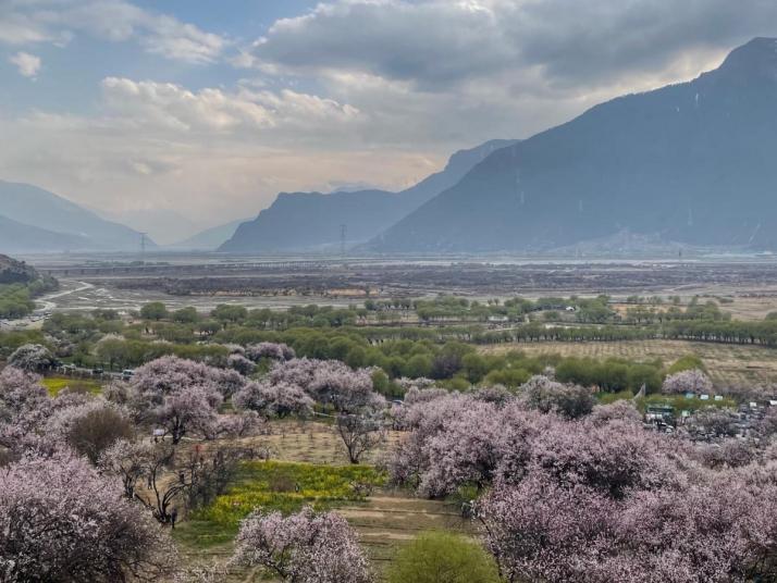 林芝林芝桃花节图片